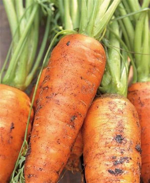 English carrot de AUTUMN KING 1gm seeds